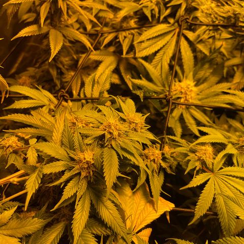 GMO x Animal Cookies growlog timeline photo