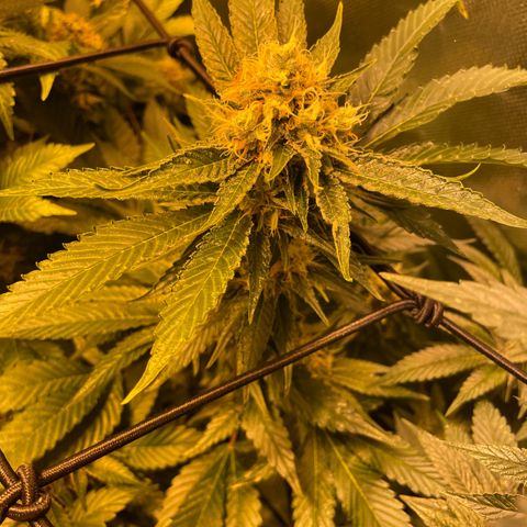 GMO x Animal Cookies growlog timeline photo