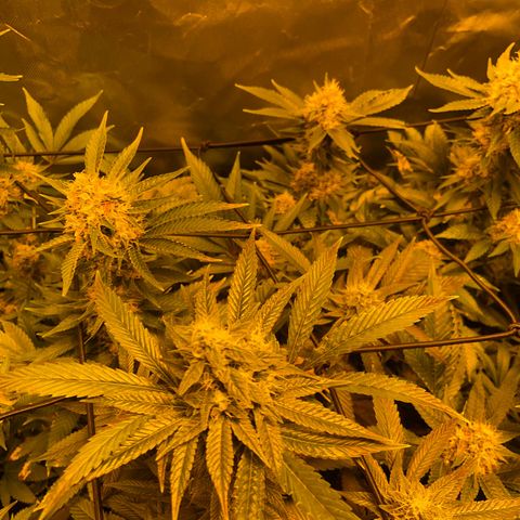 GMO x Animal Cookies growlog timeline photo