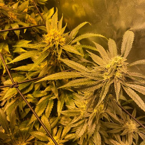 GMO x Animal Cookies growlog timeline photo