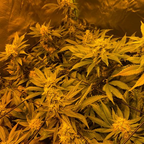 GMO x Animal Cookies growlog timeline photo