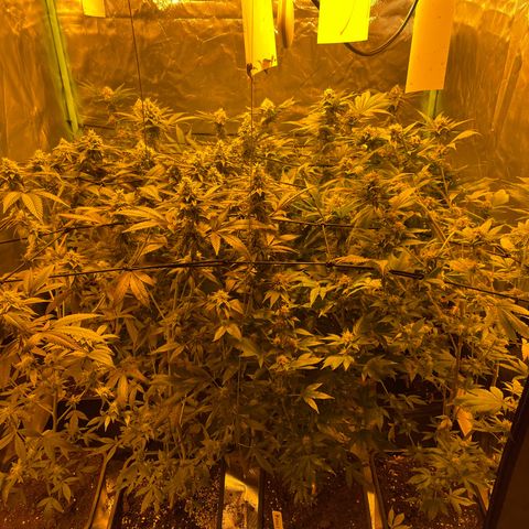 GMO x Animal Cookies growlog timeline photo
