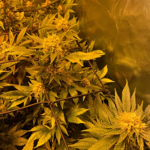 GMO x Animal Cookies growlog timeline photo