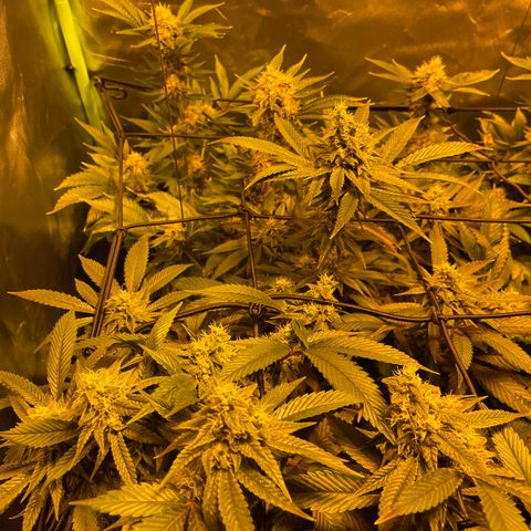 GMO x Animal Cookies growlog timeline photo