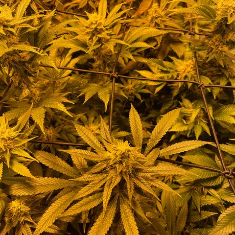 GMO x Animal Cookies growlog timeline photo
