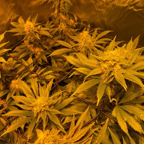GMO x Animal Cookies growlog timeline photo