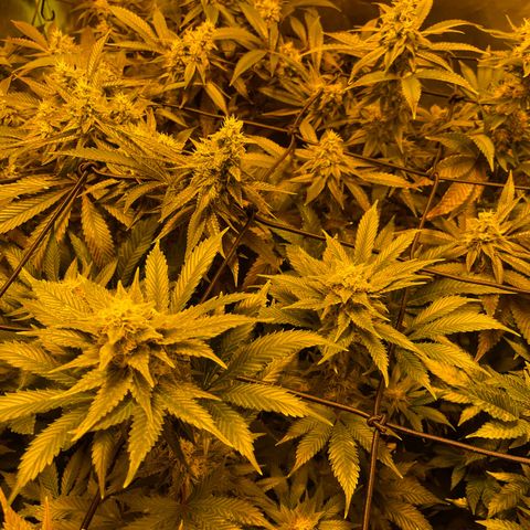 GMO x Animal Cookies growlog timeline photo