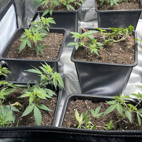 Gelato growlog timeline photo