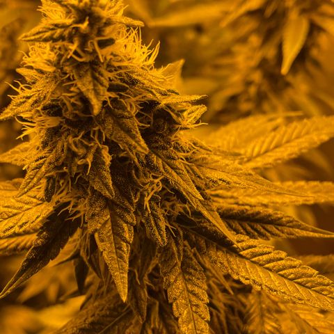 Gelato growlog timeline photo
