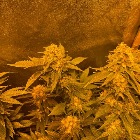 Gelato growlog timeline photo