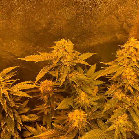 Gelato growlog timeline photo
