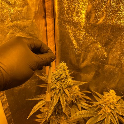Gelato growlog timeline photo