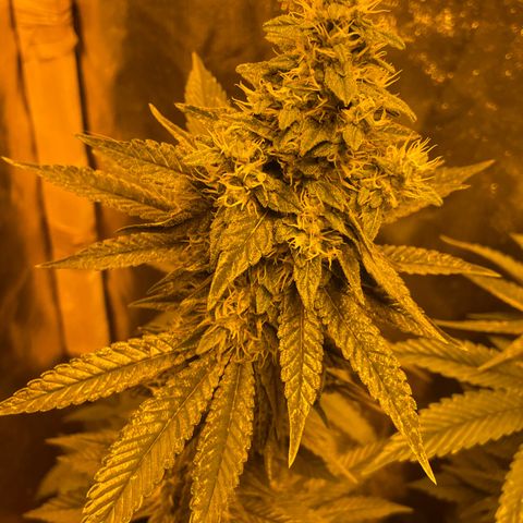 Gelato growlog timeline photo