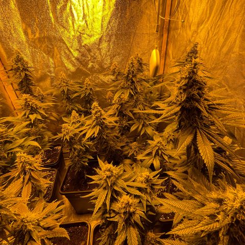 Gelato growlog timeline photo
