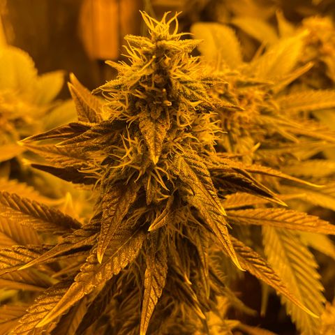Gelato growlog timeline photo