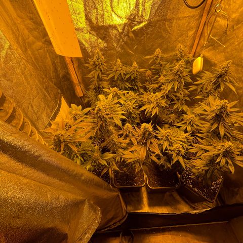 Gelato growlog timeline photo