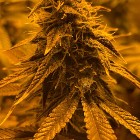 Gelato growlog timeline photo