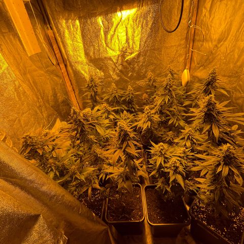 Gelato growlog timeline photo