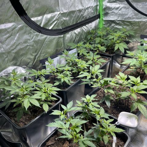 Gelato growlog timeline photo