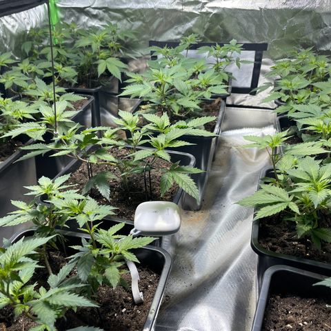 Gelato growlog timeline photo