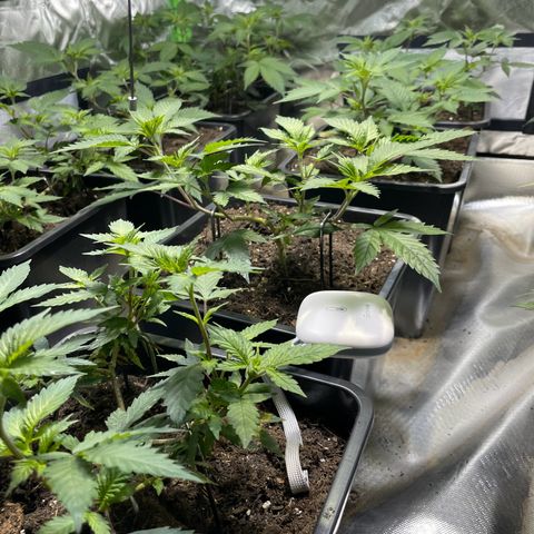 Gelato growlog timeline photo