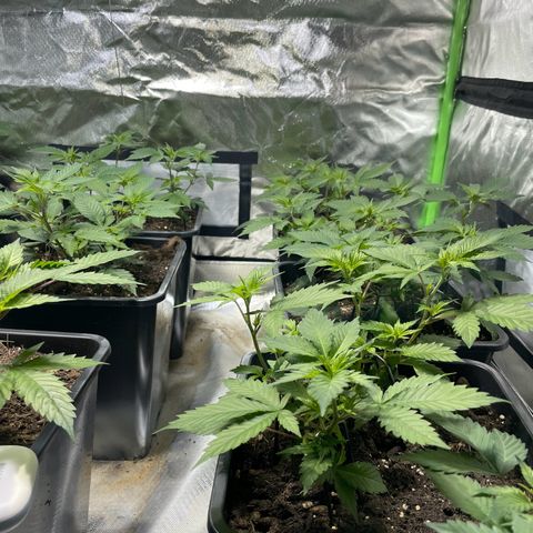 Gelato growlog timeline photo