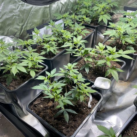 Gelato growlog timeline photo