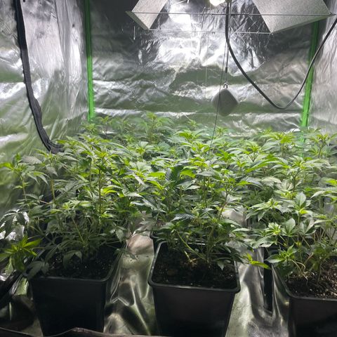Gelato growlog timeline photo