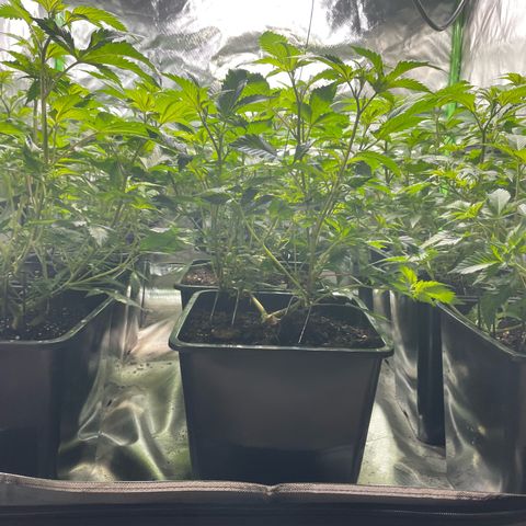 Gelato growlog timeline photo