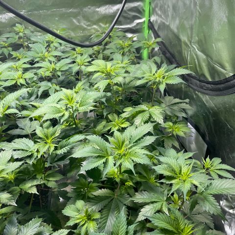 Gelato growlog timeline photo