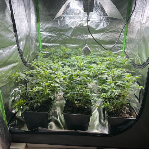 Gelato growlog timeline photo