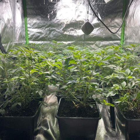 Gelato growlog timeline photo