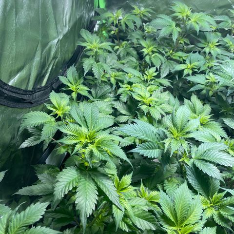 Gelato growlog timeline photo