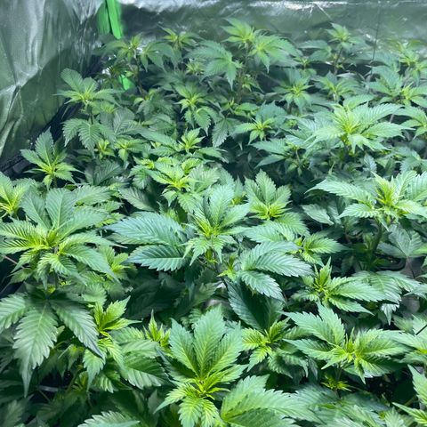 Gelato growlog timeline photo
