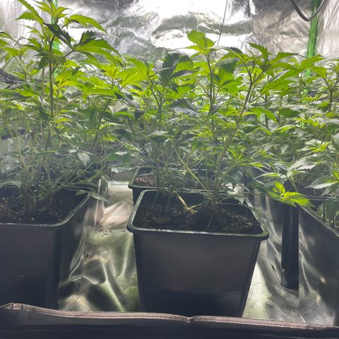 Gelato growlog timeline photo