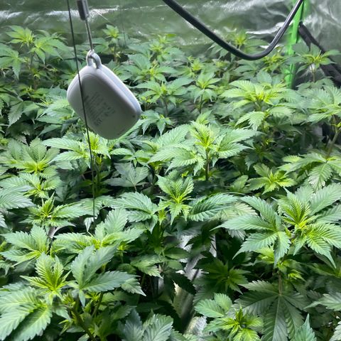 Gelato growlog timeline photo