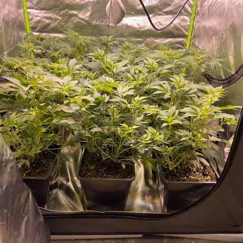 Gelato growlog timeline photo