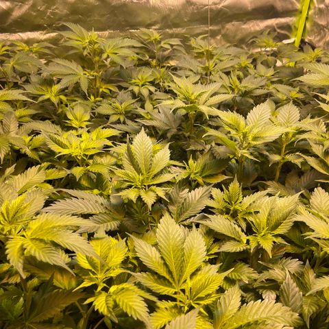 Gelato growlog timeline photo