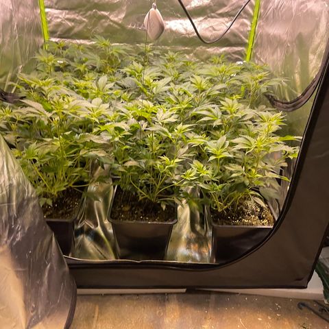 Gelato growlog timeline photo