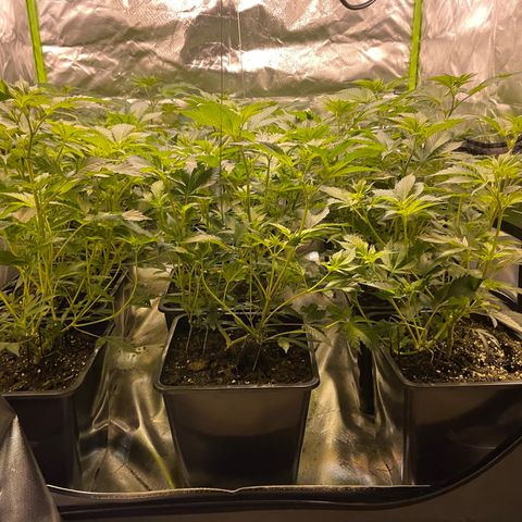 Gelato growlog timeline photo