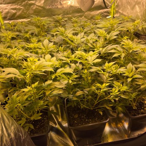 Gelato growlog timeline photo