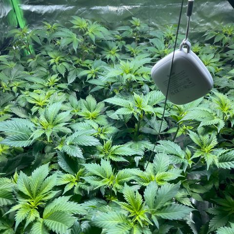 Gelato growlog timeline photo