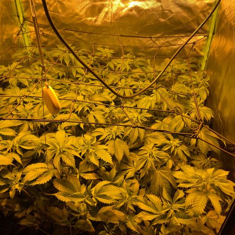Gelato growlog timeline photo
