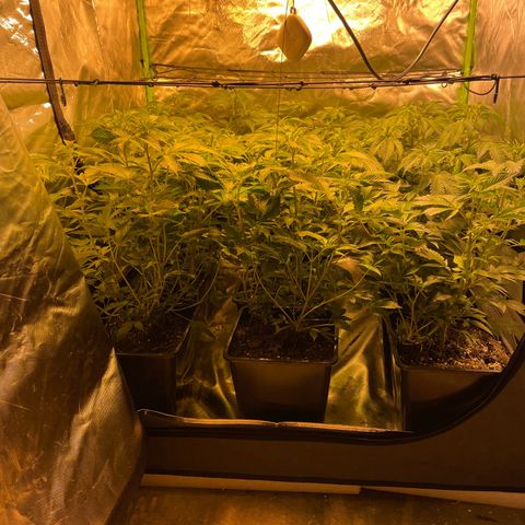 Gelato growlog timeline photo