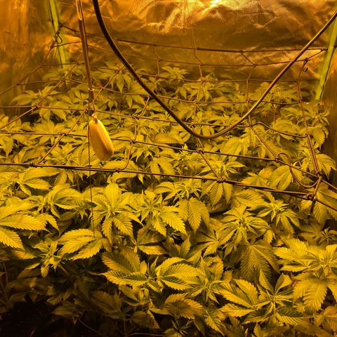 Gelato growlog timeline photo