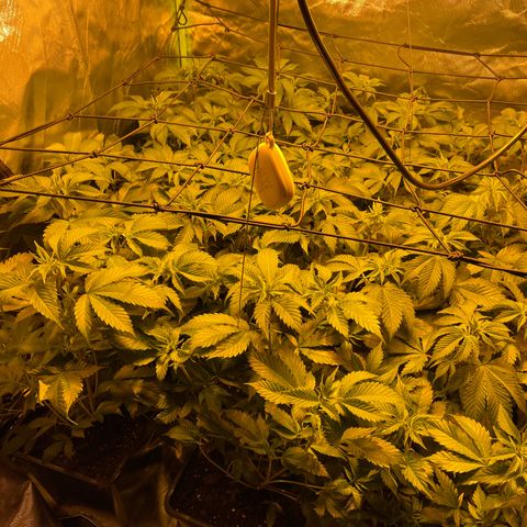 Gelato growlog timeline photo
