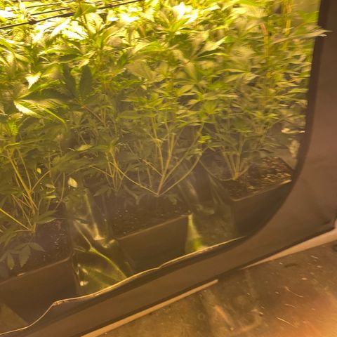Gelato growlog timeline photo