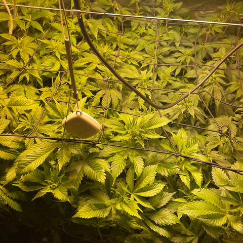 Gelato growlog timeline photo