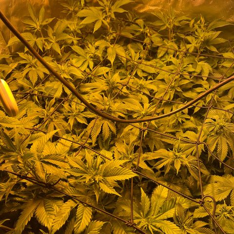 Gelato growlog timeline photo