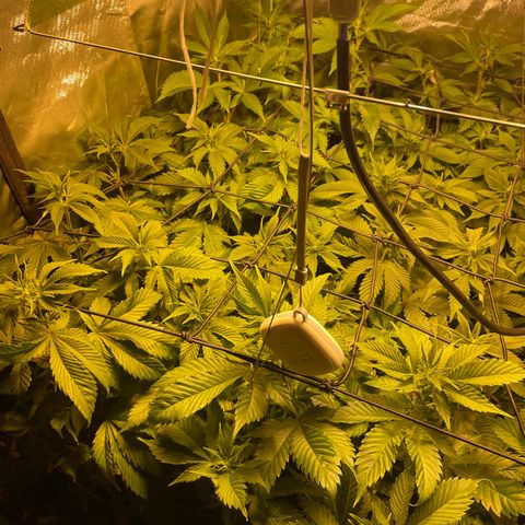 Gelato growlog timeline photo